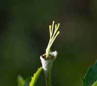 Emaskuleret blomst - frugtknude med grifler